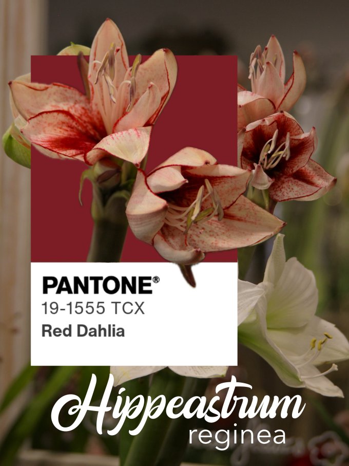 Fleurs de janvier photo 12